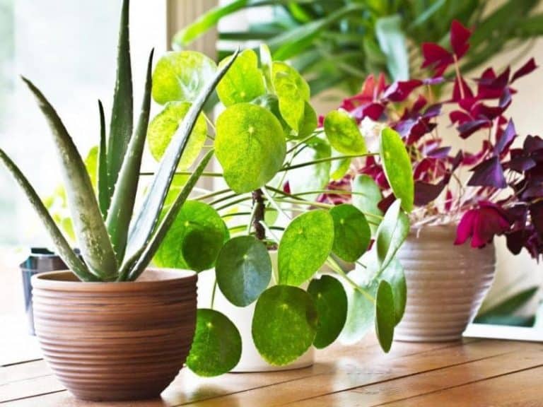 Grow Lights For Indoor Plants