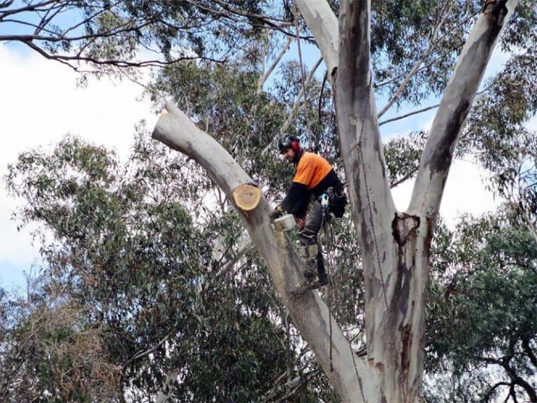 Variety of Tree Removal Equipment